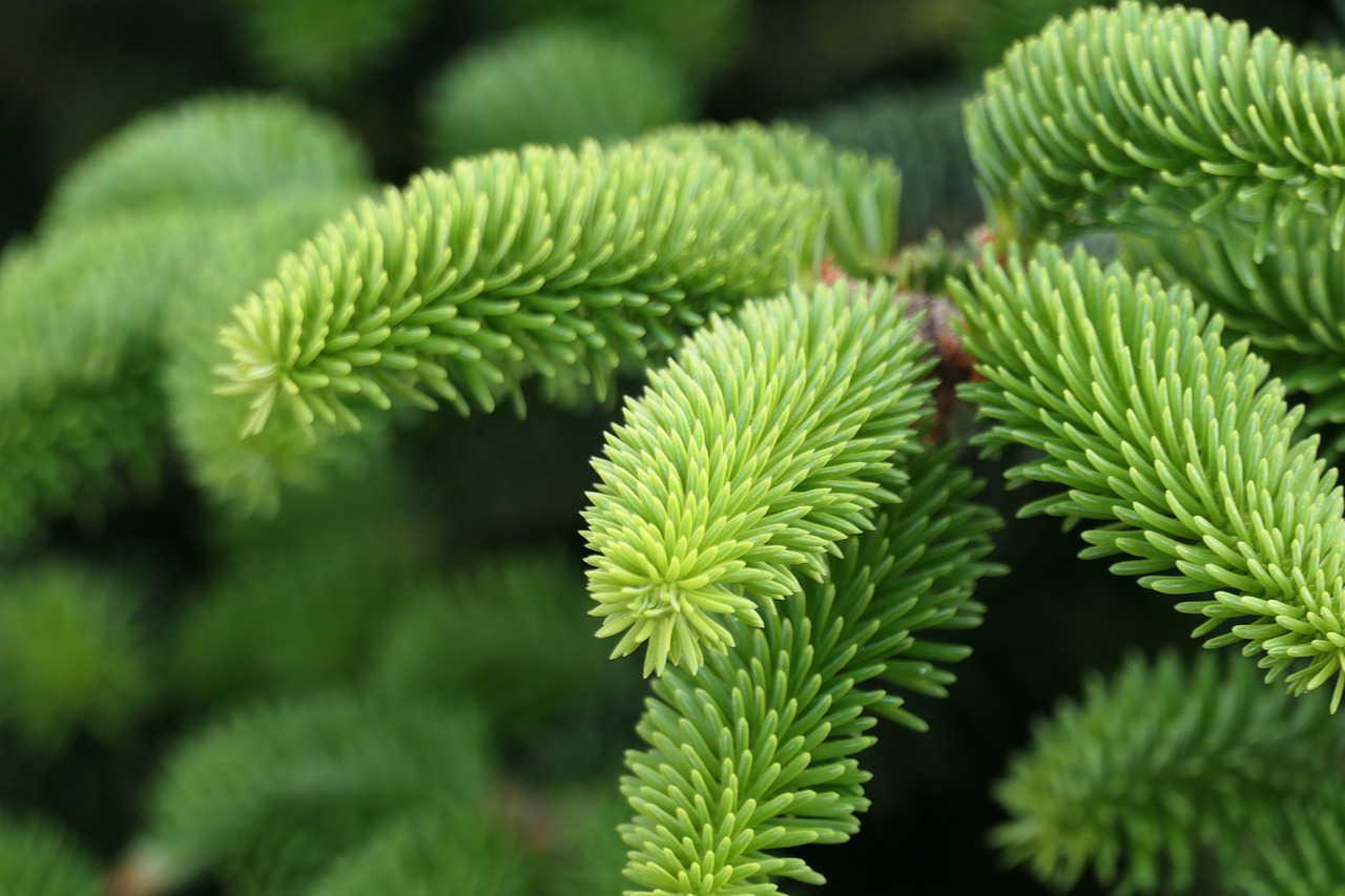 芬兰语中的位置格 – 在哪？从哪？去哪？- 芬兰语语法