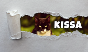 Random Words #2: Kissa – Cat – Finnish Vocabulary